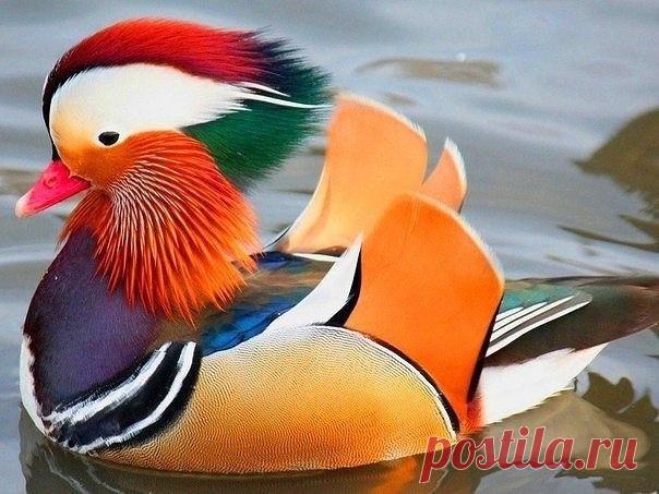 Мандаринка -красочная утка / Speleologov.Net - мир кейвинга