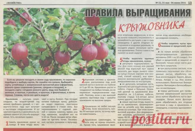 Правила выращивания крыжовника