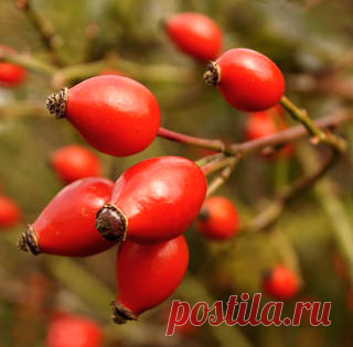 Шиповник - старинное  лекарственное растение с витаминами