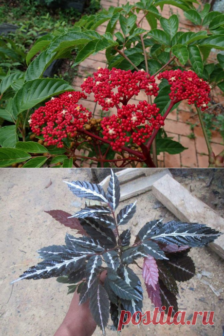 Леея – уход в домашних условиях. Выращивание лееи, пересадка и размножение. Описание, виды. Фото – Flowertimes.ru