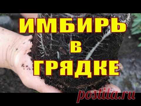ИМБИРЬ - ВЫРАЩИВАНИЕ В ОТКРЫТОМ  ГРУНТЕ