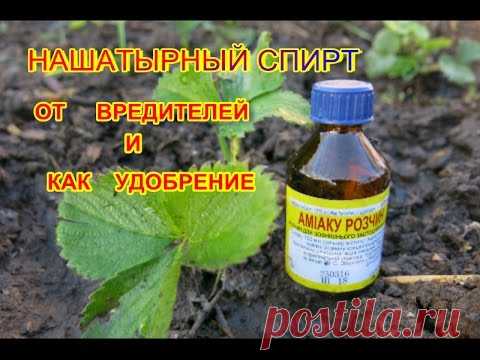 Нашатырный спирт – отличнейшее удобрение и защита растений