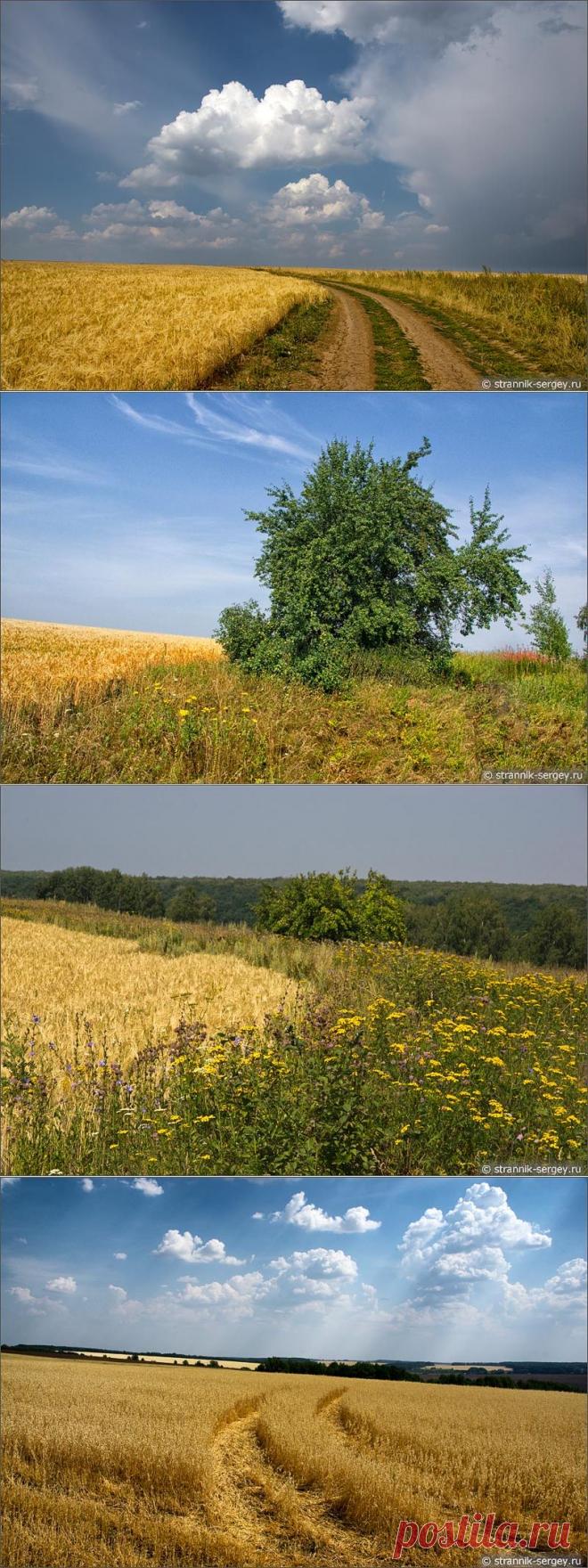 Золото лета: природа в августе — пшеничные и ячменные поля на холмах в окрестностях Зарайска (фото картина)
