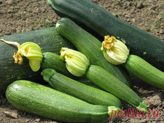 Эффективная подкормка для кабачков фабричными и натуральными удобрениями в открытом грунте