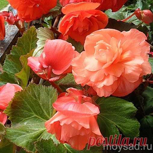 Бегония Суперба Лососевая (Begonia Superba Salmon) :: Мой сад