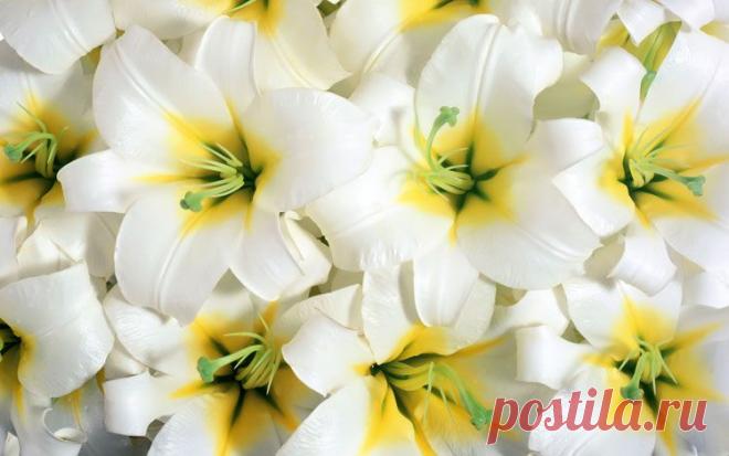 картинки цветов красивые - 464 тыс. картинок. Поиск@Mail.Ru