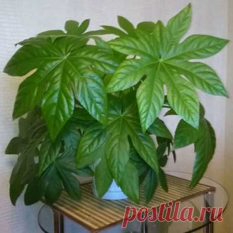 Комнатное растение Фатсия (Fatsia). Фатсия - немного видоизмененное японское название растения. Иное название фатсии - аралия. Это растение, с листьями, напоминающими по форме листья каштана, выращивают в культуре уже более двух веков. Родина фатсии - Япония. В природе фатсия - быстрорастущее дерево, в комнате она может вытянуться до 1,5 м. Ее крупные листья достигают в диаметре 30 см. Цветение в домашних условиях происходит крайне редко. Размножение осуществляется верхушечными черенками.