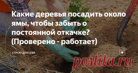 Какие деревья посадить около ямы, чтобы забыть о постоянной откачке? (Проверено - работает) Осушать ямы, осушать подтопляемые участки во время таяния снега и понижать уровень грунтовых вод можно и с помощью деревьев
