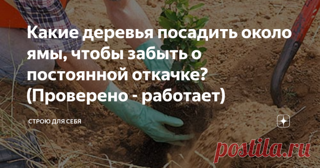 Какие деревья посадить около ямы, чтобы забыть о постоянной откачке? (Проверено - работает) Осушать ямы, осушать подтопляемые участки во время таяния снега и понижать уровень грунтовых вод можно и с помощью деревьев