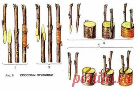 ДЕДОВСКИЙ СПОСОБ ПРИВИВКИ ДЕРЕВЬЕВ ДЛЯ БОЛЬШОГО УРОЖАЯ! 
 
Способ прививки за кору применяют, когда к взрослой или старой яблони хотят привить один или несколько новых (более зимостойких, урожайных или устойчивых к болезням) сортов. 
 
Тогда большинство скелетных (основных) ветвей дерева спиливают на расстоянии от 70 сантиметров до 1 метра от ствола и прививают к ним ветви. При таком способе прививки очень важно оставить две-три скелетные ветви необрезанными, чтобы они &quot;тя...