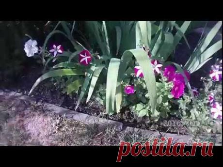 запоздалая петуния - YouTube