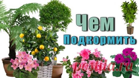 Чем Подкормить Домашние Цветы, используя натуральные продукты.