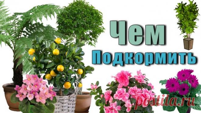 Чем Подкормить Домашние Цветы, используя натуральные продукты.