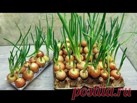 Выращивание лука без земли на балконе. ЭКСПЕРИМЕНТ