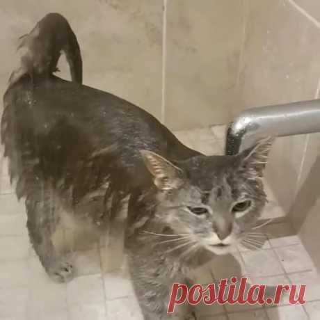 Join over 32,000 of your crazy cat lovers and get daily news Funny and cat memes. Directly to your inbox. (We hate spamming, and send only what necessary to you) Subscribe 1. First thing I do…