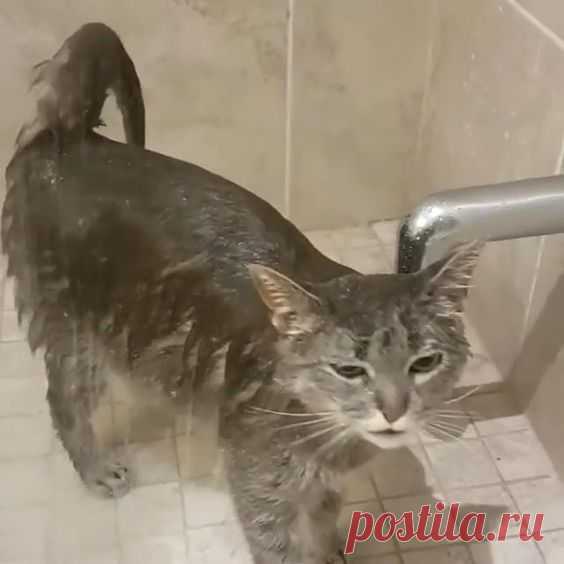 Join over 32,000 of your crazy cat lovers and get daily news Funny and cat memes. Directly to your inbox. (We hate spamming, and send only what necessary to you) Subscribe 1. First thing I do…