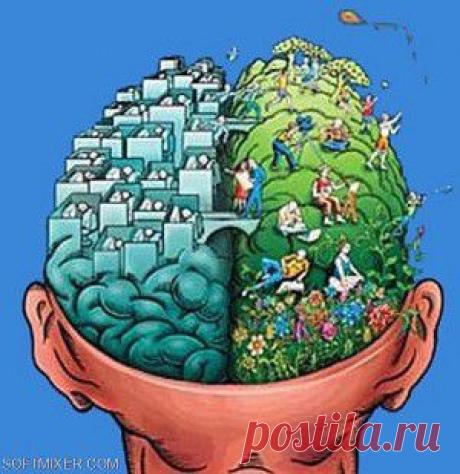 Мозг — структура странная…