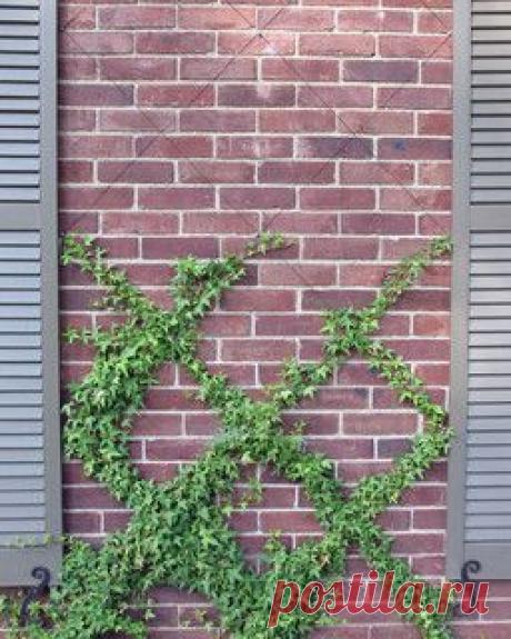 (300) Front wall trellis ... wire pattern. What about this for your wall, Tracy? | Exterior