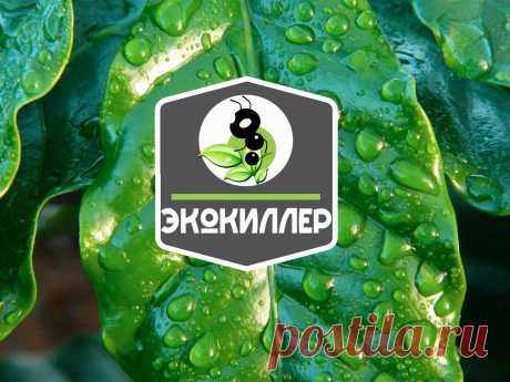 Экокиллер