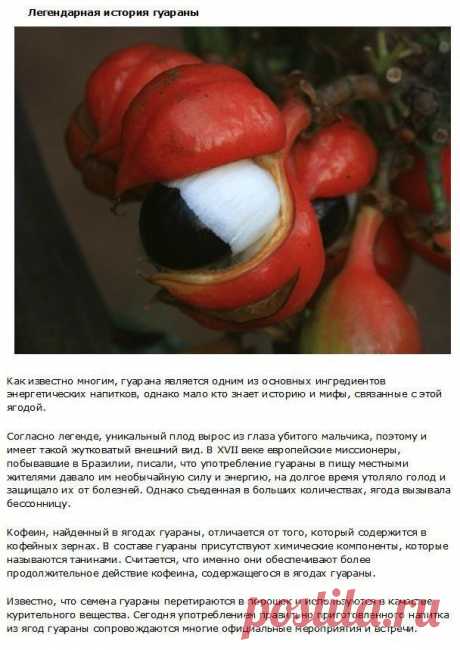 Фрукты о фактах... факты о фруктах! / Научный хит