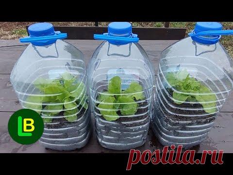 Выращивание овощей на террасе: как сделать простую мини-теплицу из пластиковых бутылок