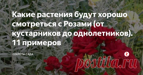 Какие растения будут хорошо смотреться с Розами (от кустарников до однолетников). 11 примеров Розы в саду. Фото: realestateblog.ru
Здравствуйте!
Кто-то считает, что розы, недаром названные «Королевами сада», хороши сами по себе и сажает их на своём участке без дополнений. Но, подобрав цветку уместных соседей, садовод может создать личную ландшафтную композицию, которая только подчеркнёт красоту розария. В статье Вы узнаете, по какому принципу выбирают компаньонов и прочитаете список удачны