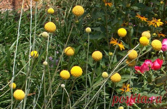 Краспедия барабанные палочки выращивание из семян