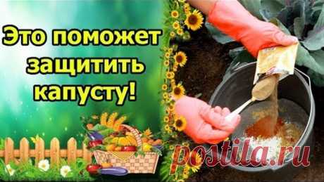 ВСЕГДА ЗАЩИЩАЮ КАПУСТУ ЭТИМИ СРЕДСТВАМИ И ВРЕДИТЕЛЕЙ НЕТ!