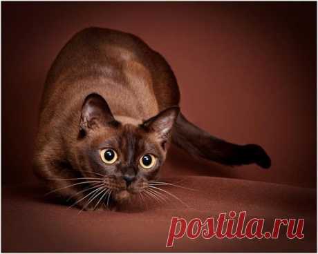 Любителям котов посвящается (27 Фото)