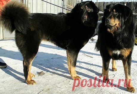 Две дочурки от Волчицы и Хойлога.