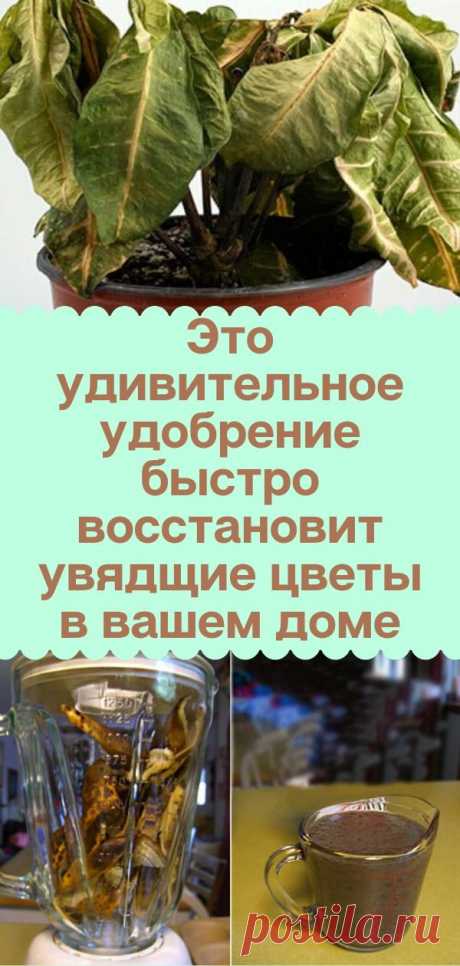 Это удивительное удобрение быстро восстановит увядщие цветы в вашем доме
