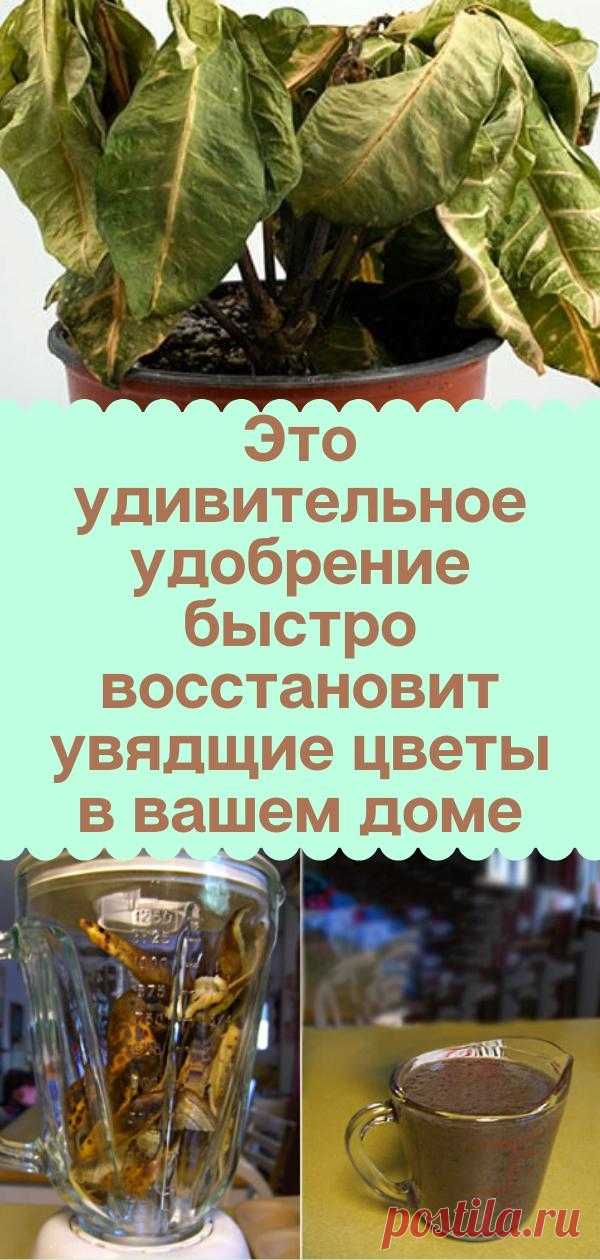 Это удивительное удобрение быстро восстановит увядщие цветы в вашем доме