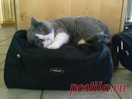 котики Поиск