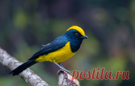 Обои птица, цвет, ветка, перья, хвост картинки на рабочий стол, раздел животные - скачать