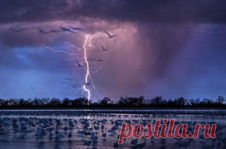 #фотодня Победитель фотоконкурса Siena International Photo Awards Рэнди Олсон запечатлел красивую грозу позади стаи журавлей в Небраске.