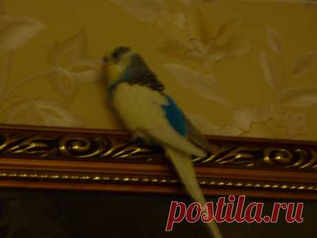 Рома