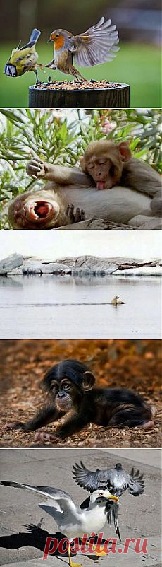 (99) Одноклассники