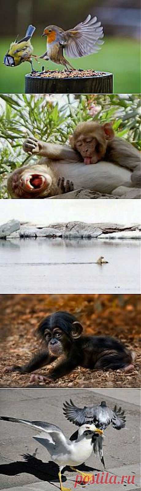 (99) Одноклассники