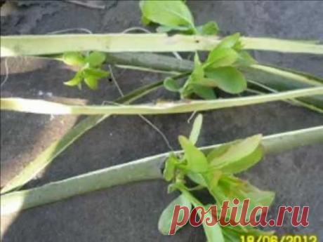 Лечебные свойства коры ивы