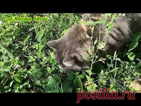 Кот Кузьма вышел на охоту — держитесь мышки, ящерицы да букашки!