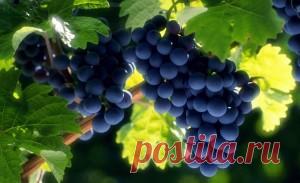 Опрыскивание винограда весной от болезней: видео инструкция