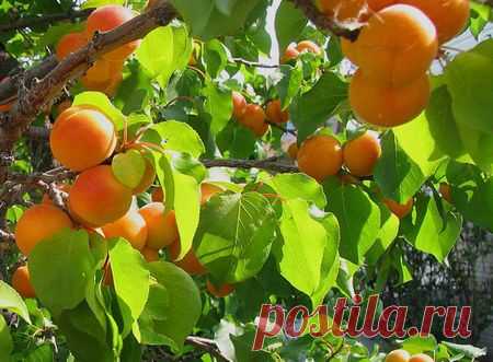 Абрикос на английском — Apricot