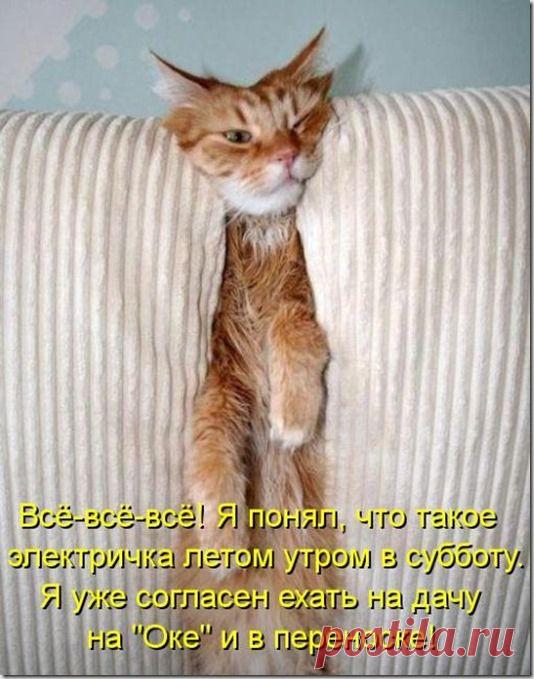 Смешные коты