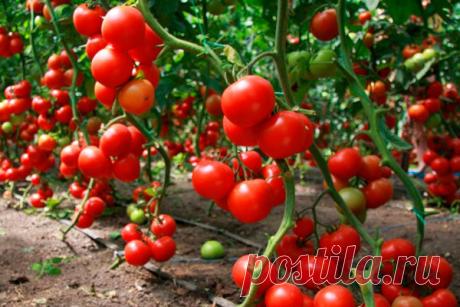 Шок! Китайский способ выращивания рассады томатов! | дела огородные | Яндекс Дзен