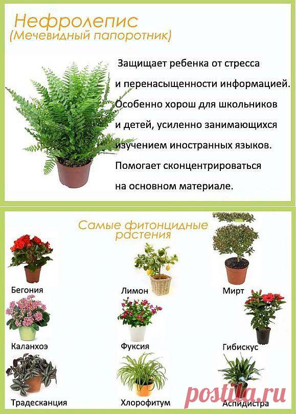 Цветы для детской комнаты.