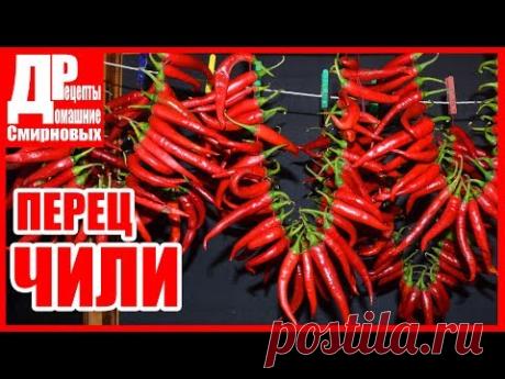 Перец чили, красный острый перец, молотый заготавливаем на зиму.
