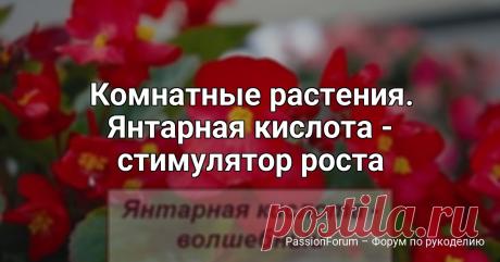 Комнатные растения. Янтарная кислота - стимулятор роста Продавец в цветочном магазине однажды уговорил меня купить янтарную кислоту: мол, это средство удивительно стимулирует рост растений и переборщить с ним невозможно.Дома я развела 1 г. порошка на 5 л. воды, полила и опрыскала раствором все домашние растения. Результат стал заметен уже...