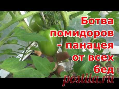 Запах томатных стеблей очень не любят такие насекомые: тля, малинные клопы, крестоцветные блошки, яблоневая моль, плодожорки, клещи и тд. Ботву без признаков...