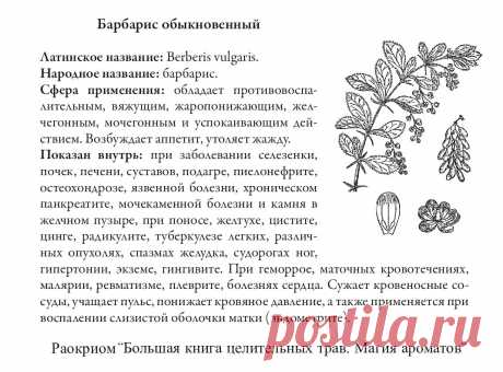 Барбарис обыкновенный