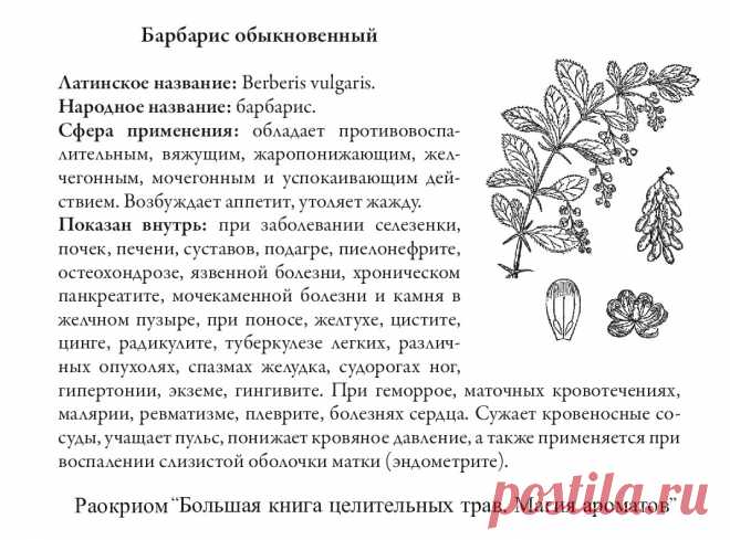 Барбарис обыкновенный